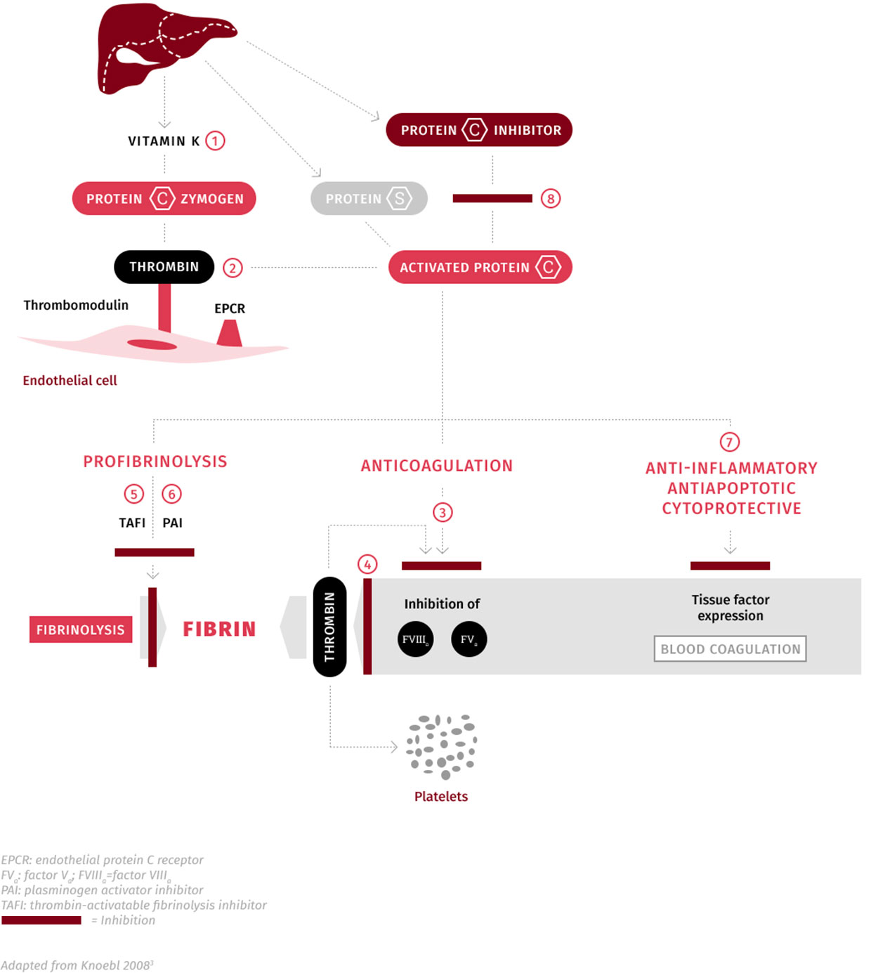 Role and activation of protein C